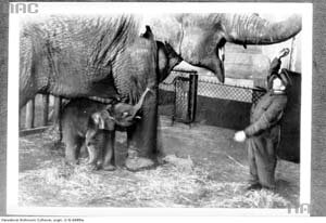 Słonica Kasia ze słoniątkiem Tuzinką w lipcu 1937 roku